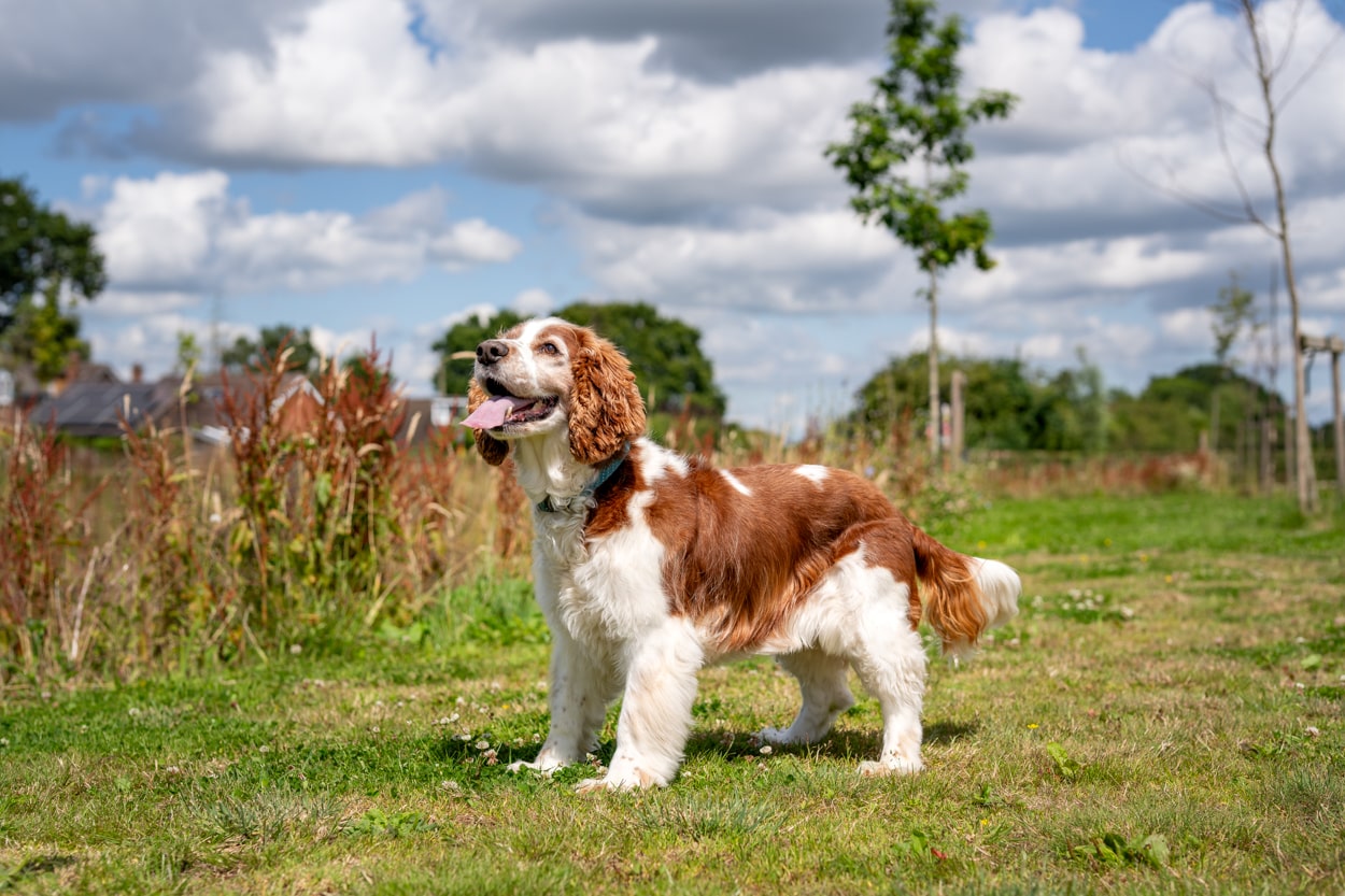 dog-friendly-spring-lea-park